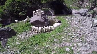 野狼谷,荒野探险与狼群传奇的神秘之旅  第2张